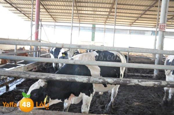 3ojojl shamal (17).JPG